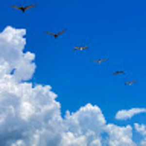 Meet your Posher, George